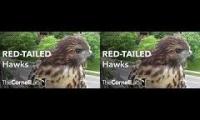 Cornell lab Red-tailedHawks