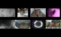 birdsnestinglivestream40