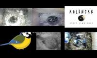 birdsnestinglivestream55