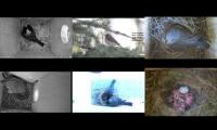 birdsnestinglivestream61