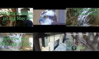 birdsnestinglivestream10