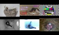 birdsnestinglivestream61