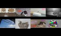birdsnestinglivestream14