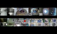birdsnestinglivestream8