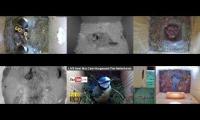 birdsnestinglivestream13