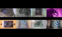 birdsnestinglivestream35