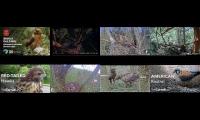 birdsnestinglivestream62