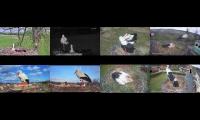 birdsnestinglivestream20