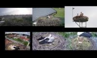 birdsnestinglivestream47