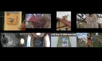 Thumbnail of birdsnestinglivestream9