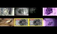 birdsnestinglivestream30
