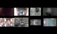 birdsnestinglivestream39