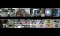Thumbnail of birdsnestinglivestream8