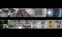 birdsnestinglivestream8