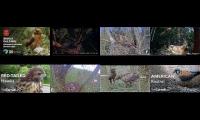 Thumbnail of birdsnestinglivestream62
