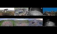 birdsnestinglivestream16