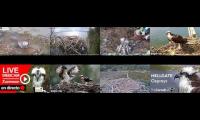 birdsnestinglivestream18