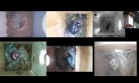Thumbnail of birdsnestinglivestream64