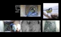 birdsnestinglivestream28