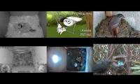 birdsnestinglivestream65