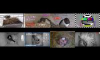 birdsnestinglivestream31