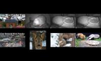 birdsnestinglivestream66