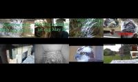 birdsnestinglivestream10
