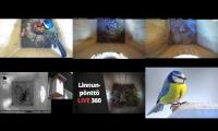 birdsnestinglivestream12