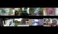 Thumbnail of birdsnestinglivestream10