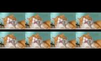 funny moment pets #1