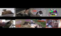 birdsnestinglivestream31 (2)