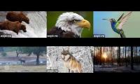 LIVE CAM ANIMALS AND NATURE