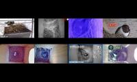 birdsnestinglivestream67