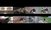 birdsnestinglivestream31 (2)