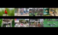 birdsnestinglivestream68