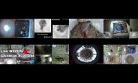 birdsnestinglivestream8