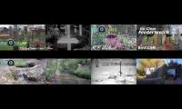 birdsnestinglivestream68