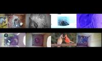 birdsnestinglivestream42
