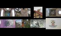 birdsnestinglivestream9