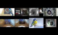 birdsnestinglivestream12