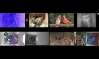 birdsnestinglivestream69