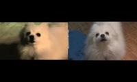 gabe the dog comparison