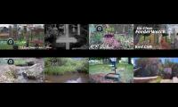 Thumbnail of birdsnestinglivestream68