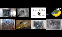 Thumbnail of birdsnestinglivestream45