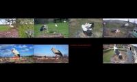 birdsnestinglivestream20
