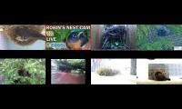 birdsnestinglivestream42