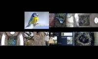 birdsnestinglivestream9
