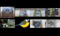 birdsnestinglivestream45
