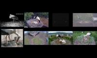birdsnestinglivestream44