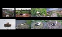 birdsnestinglivestream47